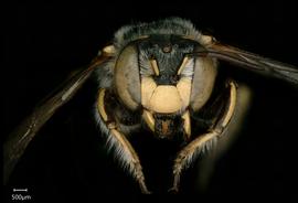   Anthidium cochimi nbsp;male face, photo: Tevan Brady
